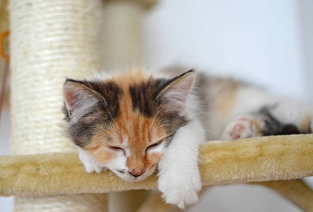 istock Lovely calico kitten sleeps on a scratching post 513652939