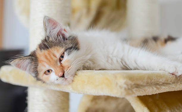 istock Lovely calico kitten lying on a scratching post 513652981