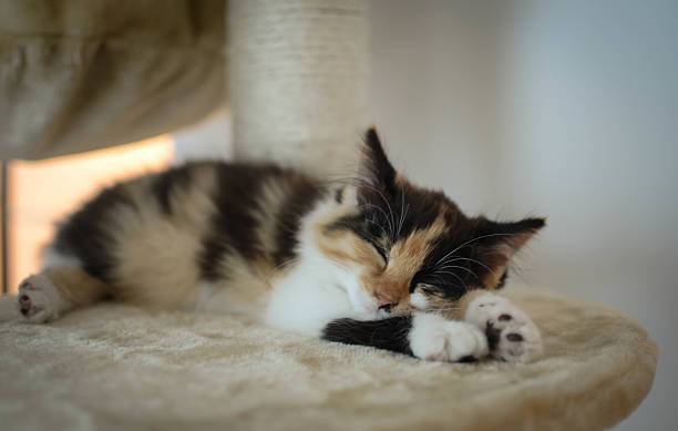 istock Lovely calico kitten sleeps on a scratching post 513652993