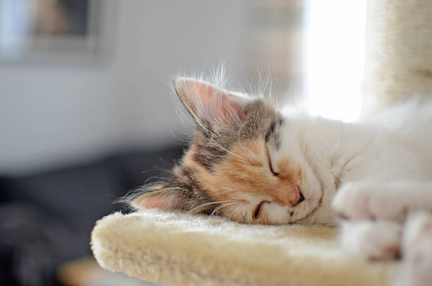 istock Lovely calico kitten sleeps on a scratching post 513653003