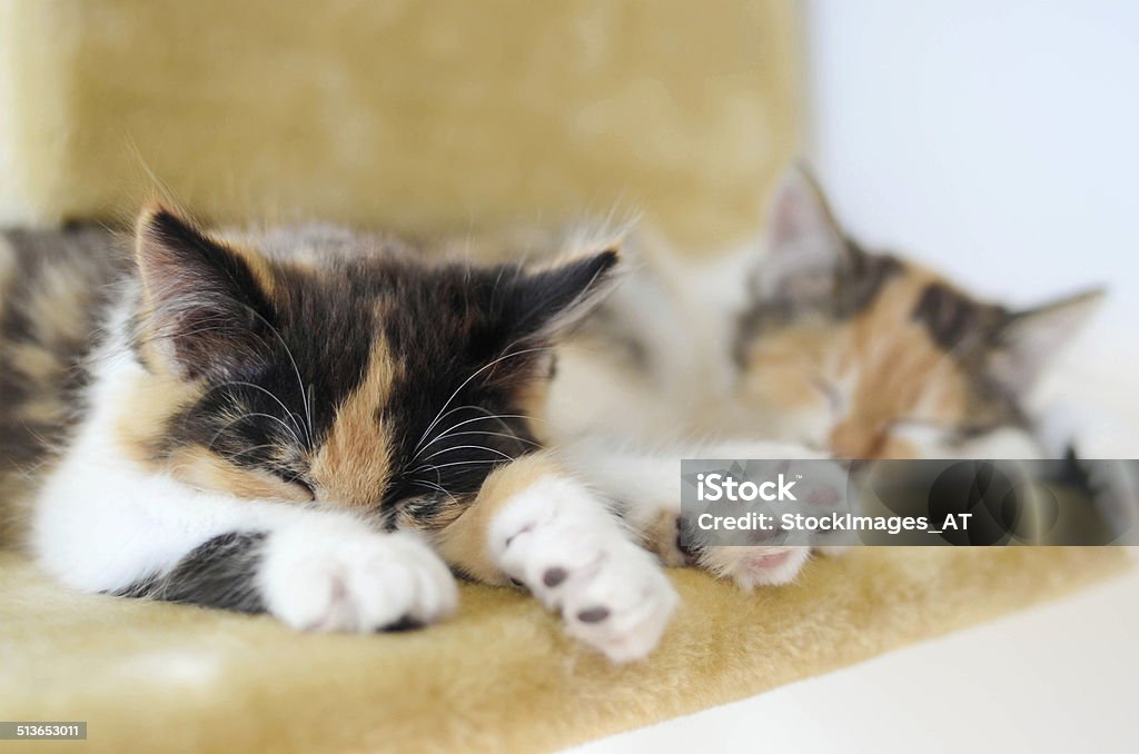 Lovely calico kitten sleeping on a scratching post Two lovely calico kitten are sleeping on a high scratching post. Less post processing. Strong DOF. Animal Stock Photo