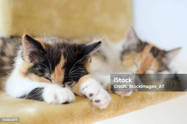 Lovely Calico Kitten Sleeping On A Scratching Post Stock Photo - Download Image Now - Animal, Animal Body, Apartment