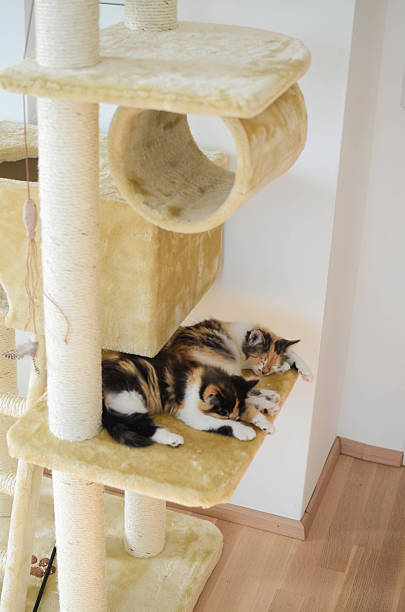 istock Lovely calico kitten sleeping on a scratching post 513653019