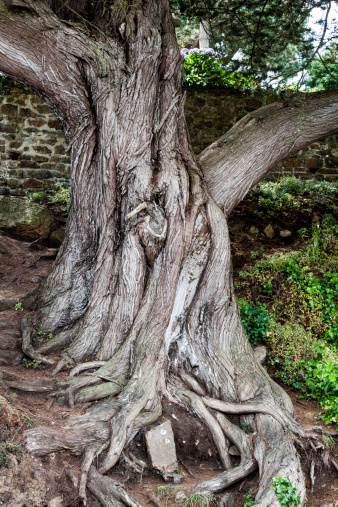 ancient gnarled twisted fairytale  tree and roots