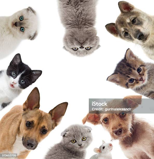 Animali Domestici - Fotografie stock e altre immagini di Cane - Cane, Gatto domestico, Animale
