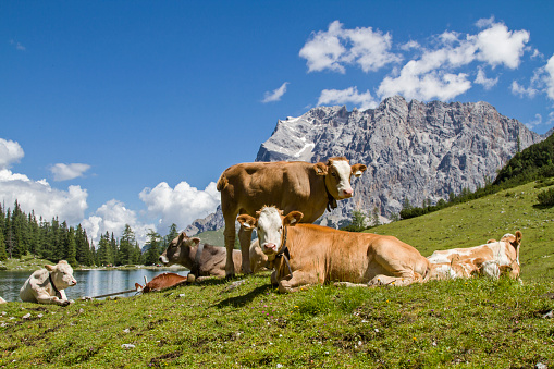 Cow with calf on a meadow at Seebensee lake in Tyrol