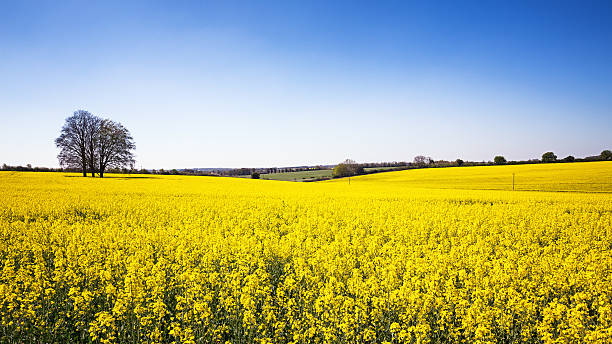 le viol fleur meadow panorama - hampshire photos et images de collection