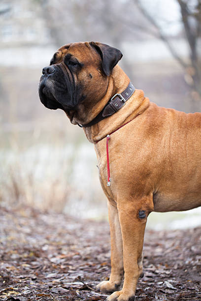 istock English Mastiff dog 513672662