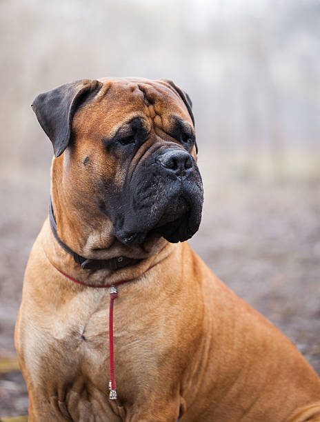 istock English Mastiff dog 513672938