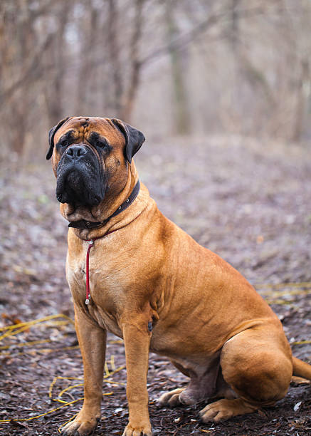 English Mastiff dog breed English Mastiff dog breed in the park mastiff stock pictures, royalty-free photos & images