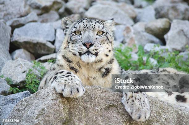 Onza Foto de stock y más banco de imágenes de Onza - Onza, Animal, Animales salvajes - iStock Onza Foto de stock y más banco de imágenes de Onza - Onza, Animal, Animales salvajes - iStock