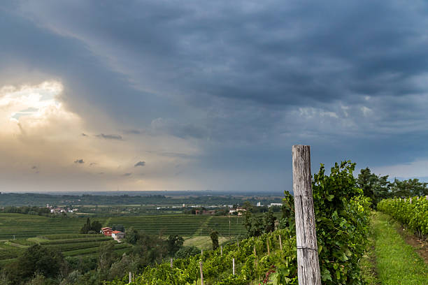 istock grapevine field in the italian countryside 513673562