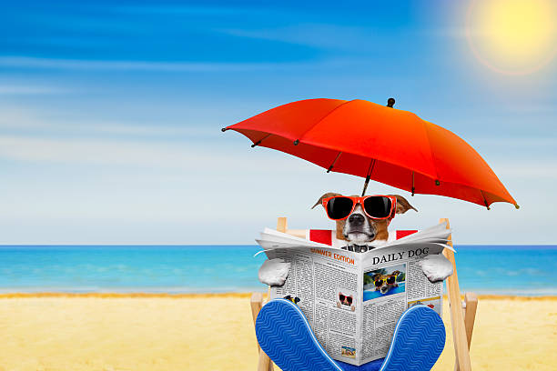 собака пляже стул - newspaper glasses the media reading стоковые фото и изображения