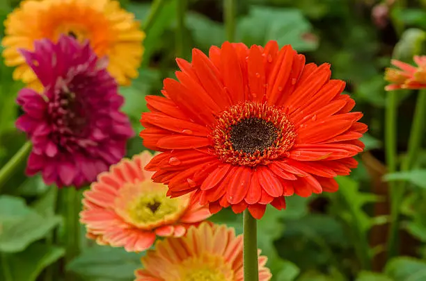 Bouquet of gerbera daisy flower