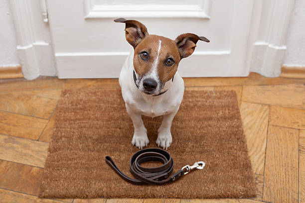 istock dog waits for walking with leash 513674020