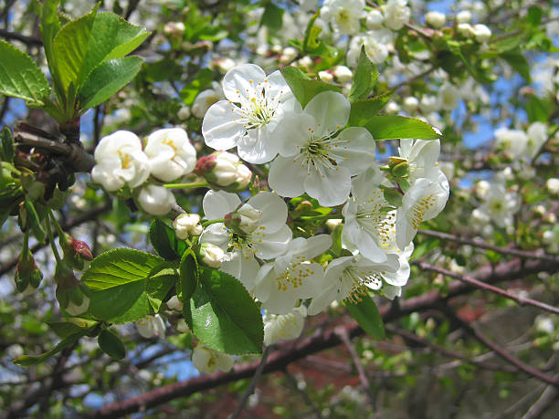 istock Beautiful apple tree branch with flowers 513674144