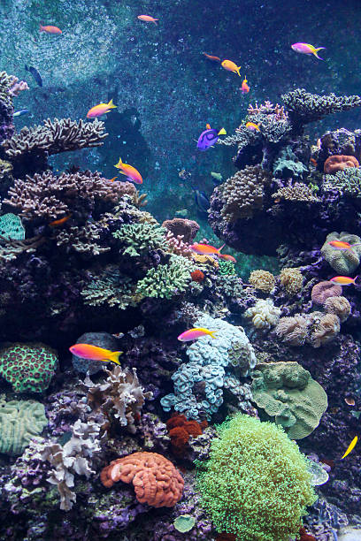 istock Beautiful underwater world with corals and tropical fish 513674554