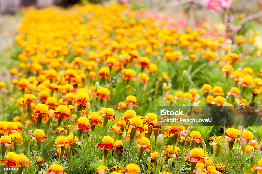Foto de Cravodedefunto Cor Amarela Em Muitas Flores De Flor e mais fotos de  stock de Amarelo - iStock