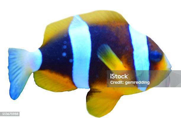 Clown Fish In A White Background Stock Photo - Download Image Now - Anemonefish, Animal, Beauty In Nature