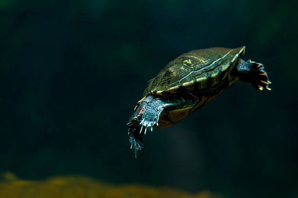istock turtle floating in the water close-up 513678422