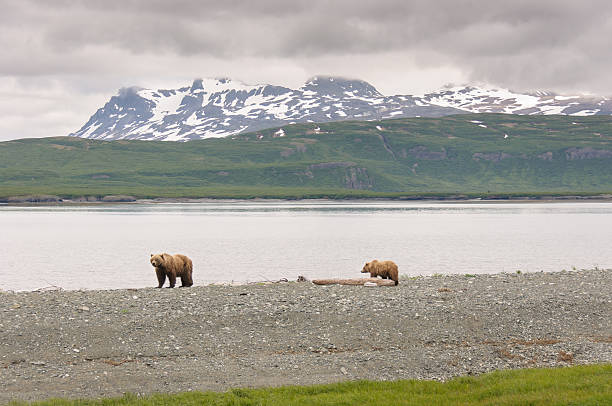 istock Sow and Cub Brown Bear Walking in Mountain Landscape 513680024