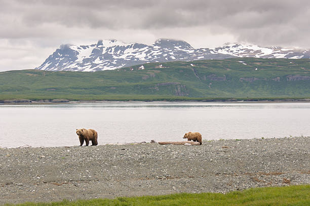 porca e cria de urso pardo a caminhar na paisagem de montanha - katmai peninsula imagens e fotografias de stock