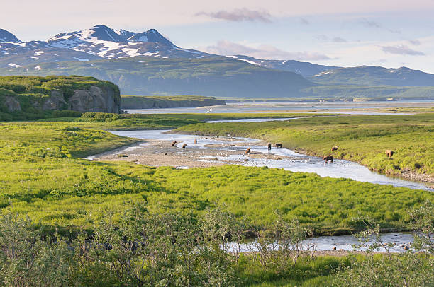 Ten Bears Fishing in Alaska Landscape stock photo