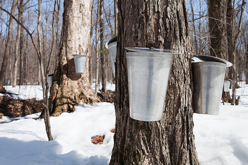 Many water bucket hanging on maple trees to collect water to be used to make maple syrup at springtime.http://02b5b0c.netsolhost.com/stock/banniere8.jpg