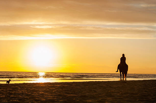 istock Horseriding at the beach on sunset background. Multicolored outdoors image. 513683402
