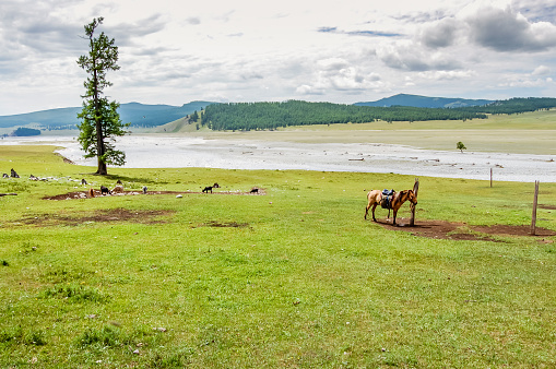 Lone tethered horse near river in Khovsgol National Park, northern Mongolia