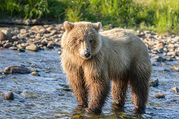 urso grande plano do rio com luz no rosto - katmai peninsula imagens e fotografias de stock