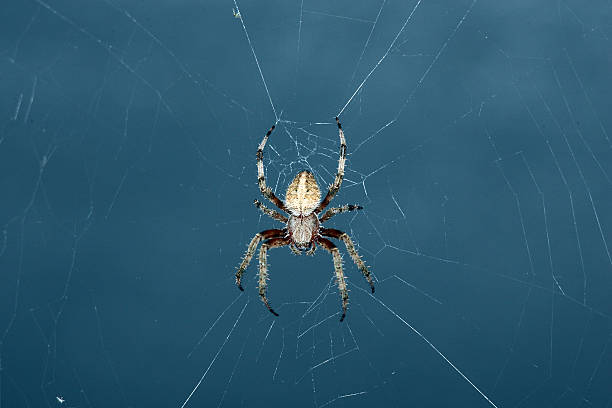 istock Garden Orb Weaver  - Neoscona crucifera 513684020