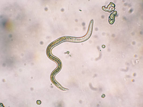 toxocara canis segunda etapa larvas portilla desde huevos - micrografía de luz fotografías e imágenes de stock