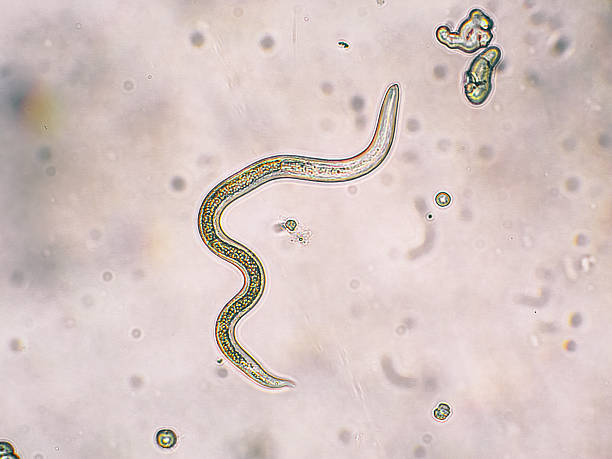Toxocara canis second stage larvae hatch from eggs Toxocara canis second stage larvae hatch from eggs in microscope. Toxocariasis, also known as Roundworm Infection, causes disease in humans light micrograph stock pictures, royalty-free photos & images