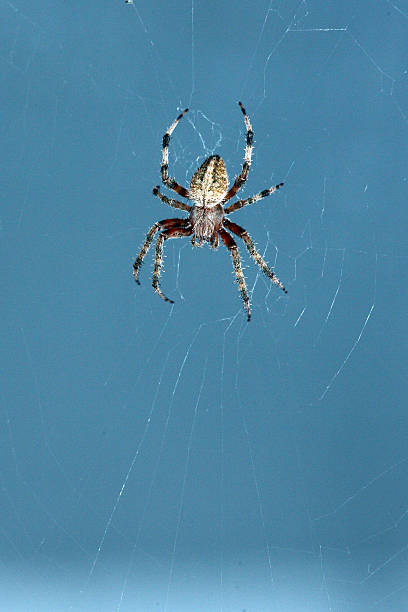 Garden Orb Weaver  - Neoscona crucifera