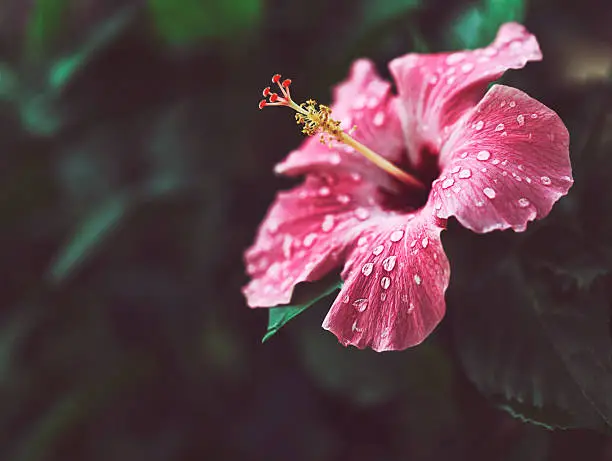 Swamp-rose mallow 