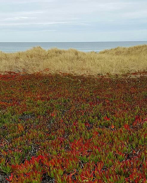 istock Colors by the sea 513685344