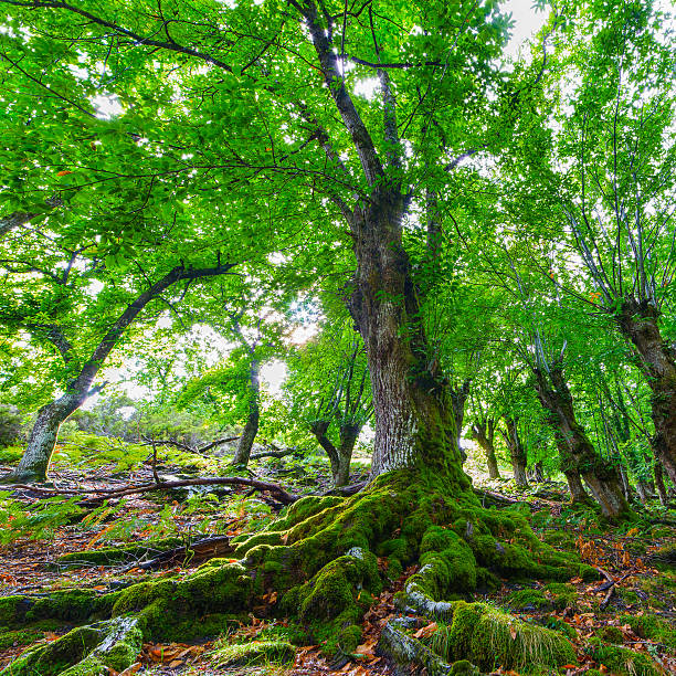 Roots of an ancient chestnut tree stock photo