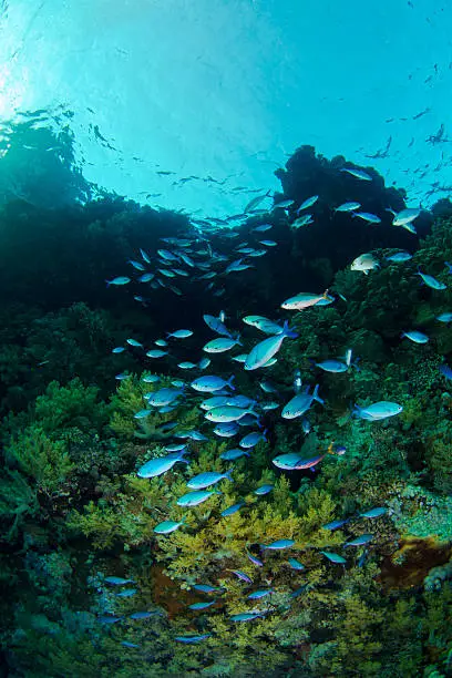 A school of fish in Redsea