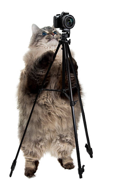 istock smart cat takes pictures 513686376