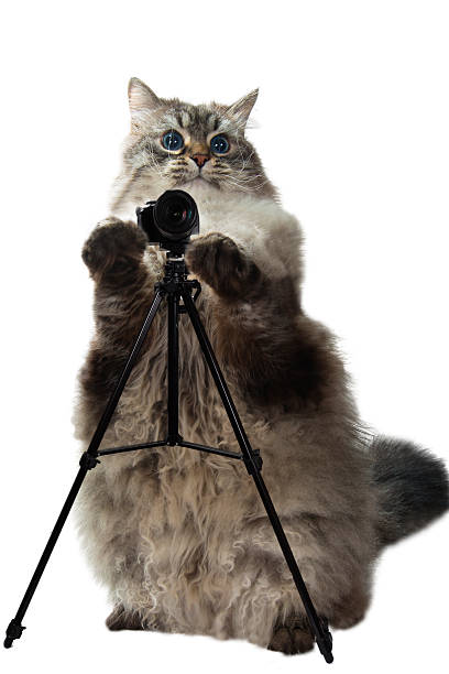 istock smart cat takes pictures 513687122