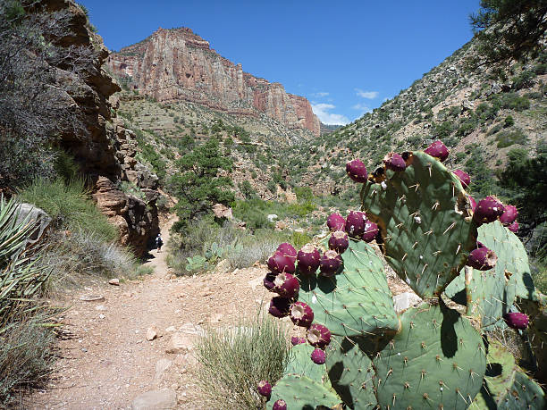 istock Prickly pear cactus North Kaibab Trail Grand Canyon cliffs Arizona 513687586