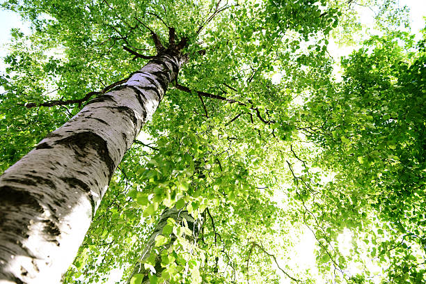 bouleau - birch bark birch tree wood photos et images de collection