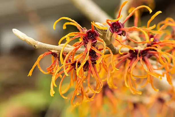 Jelena Witchhazel Blooming in Fall
