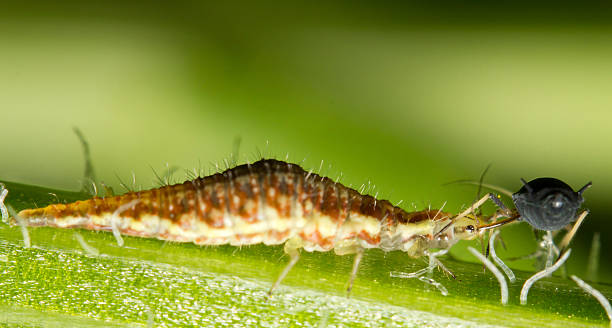 Chrysoperla meat A larva of common Green Lacewing (Chrysoperla carnea) feeding on an aphid black fly photos stock pictures, royalty-free photos & images
