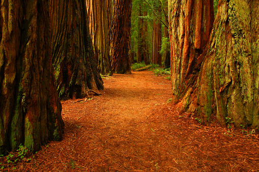 Giant Redwood Trees in The Stout Grove in Jedediah Smith Redwoods State Park in California