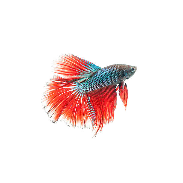 istock thai fighting fish . Beautiful color 513690504