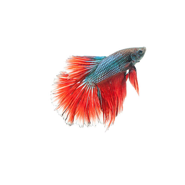 istock thai fighting fish . Beautiful color 513690518