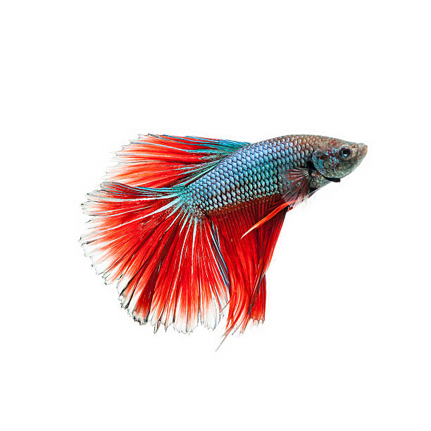istock fighting fish. Beautiful color 513690550