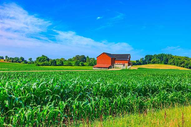 istock Midwest farm with spring corn crop and red barn,USA 513691304